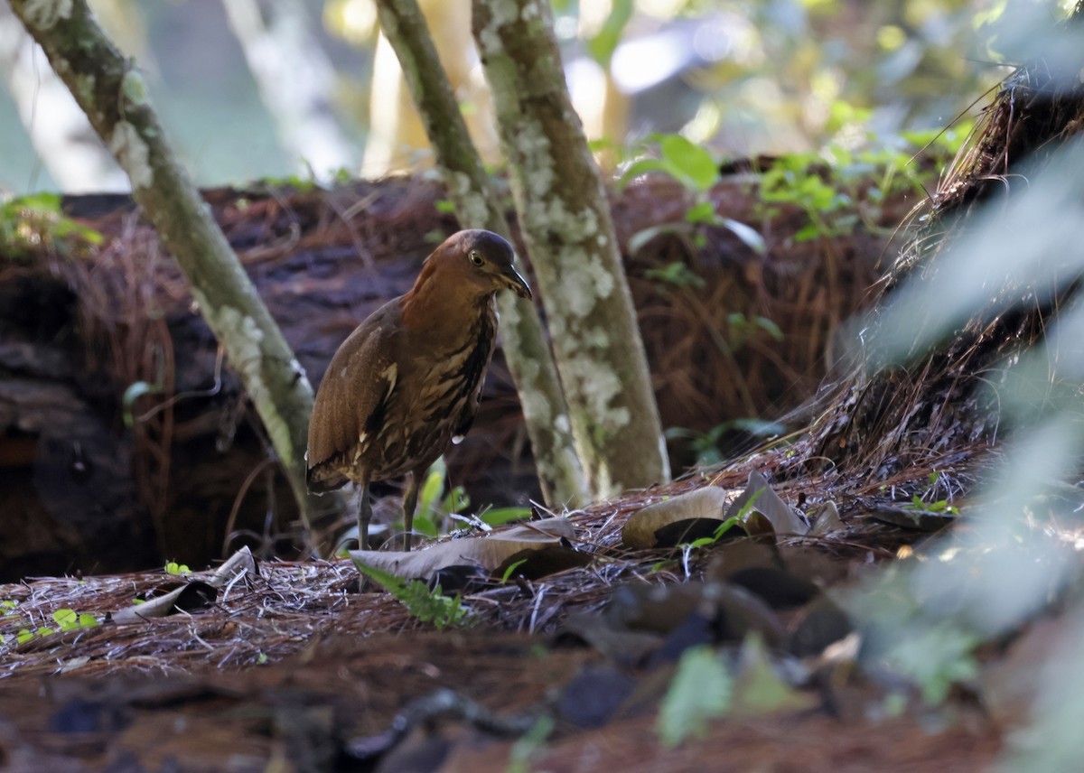 Japanese Night Heron - ML612515038