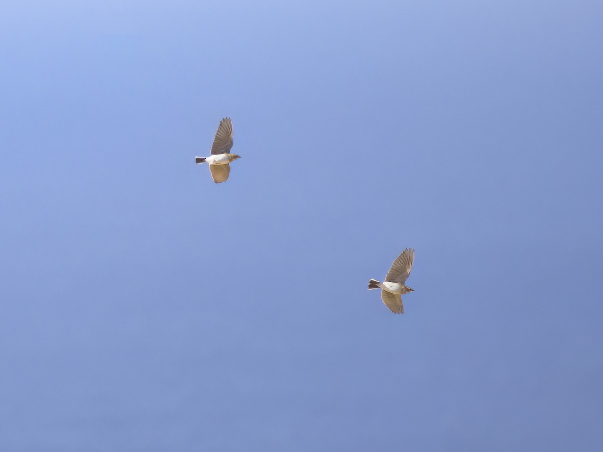 Mediterranean Short-toed Lark - ML612515052