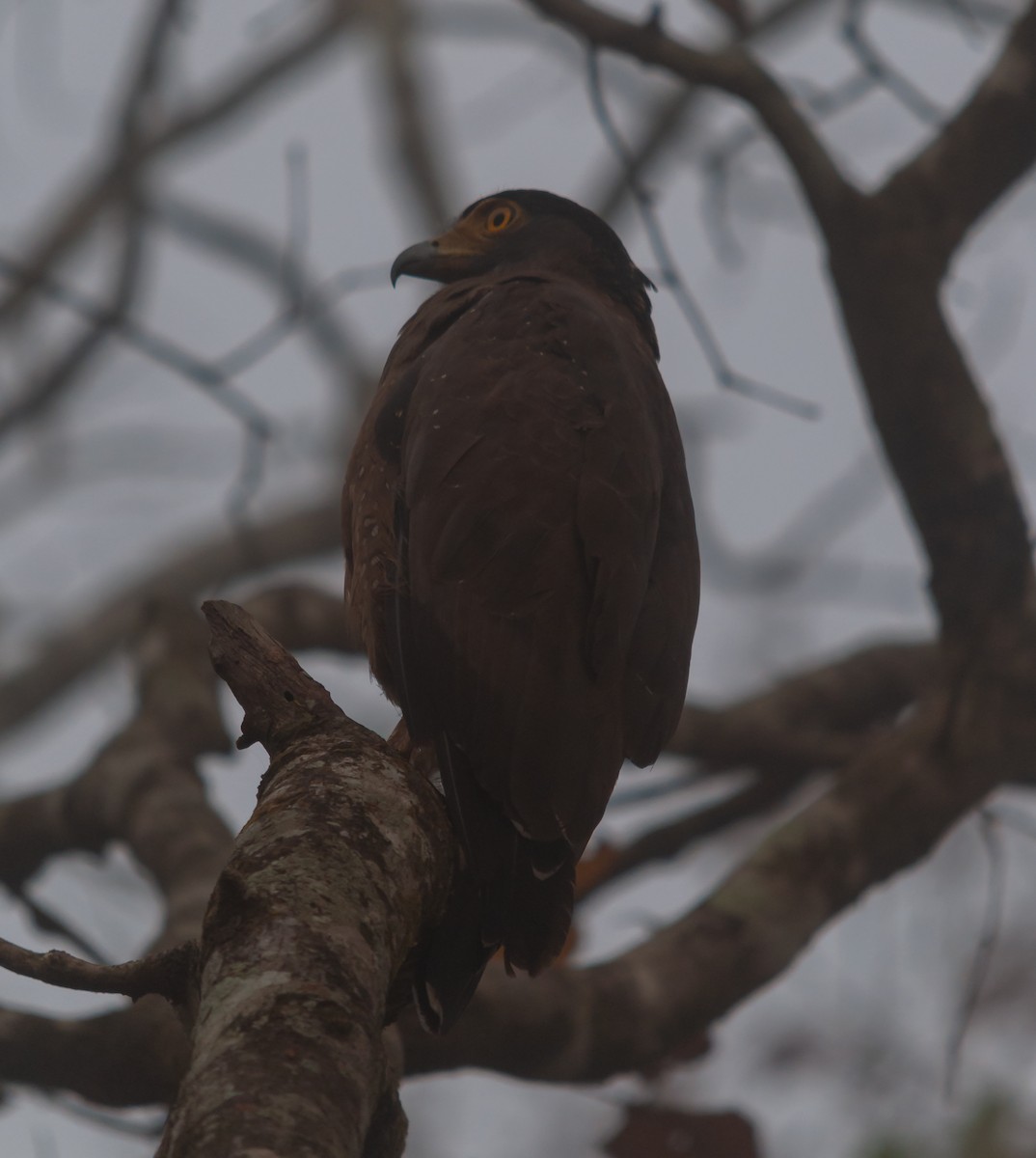 Crested Serpent-Eagle - ML612515091