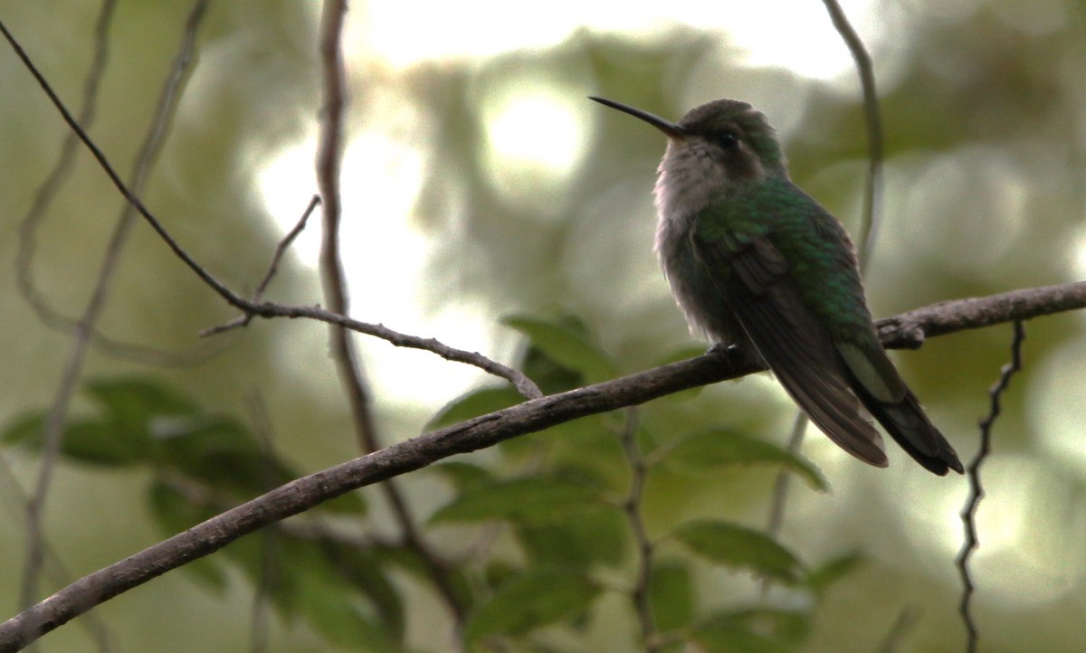 kolibřík kubánský - ML612515092
