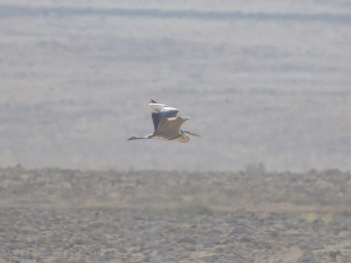 Gray Heron - Olivier Coucelos