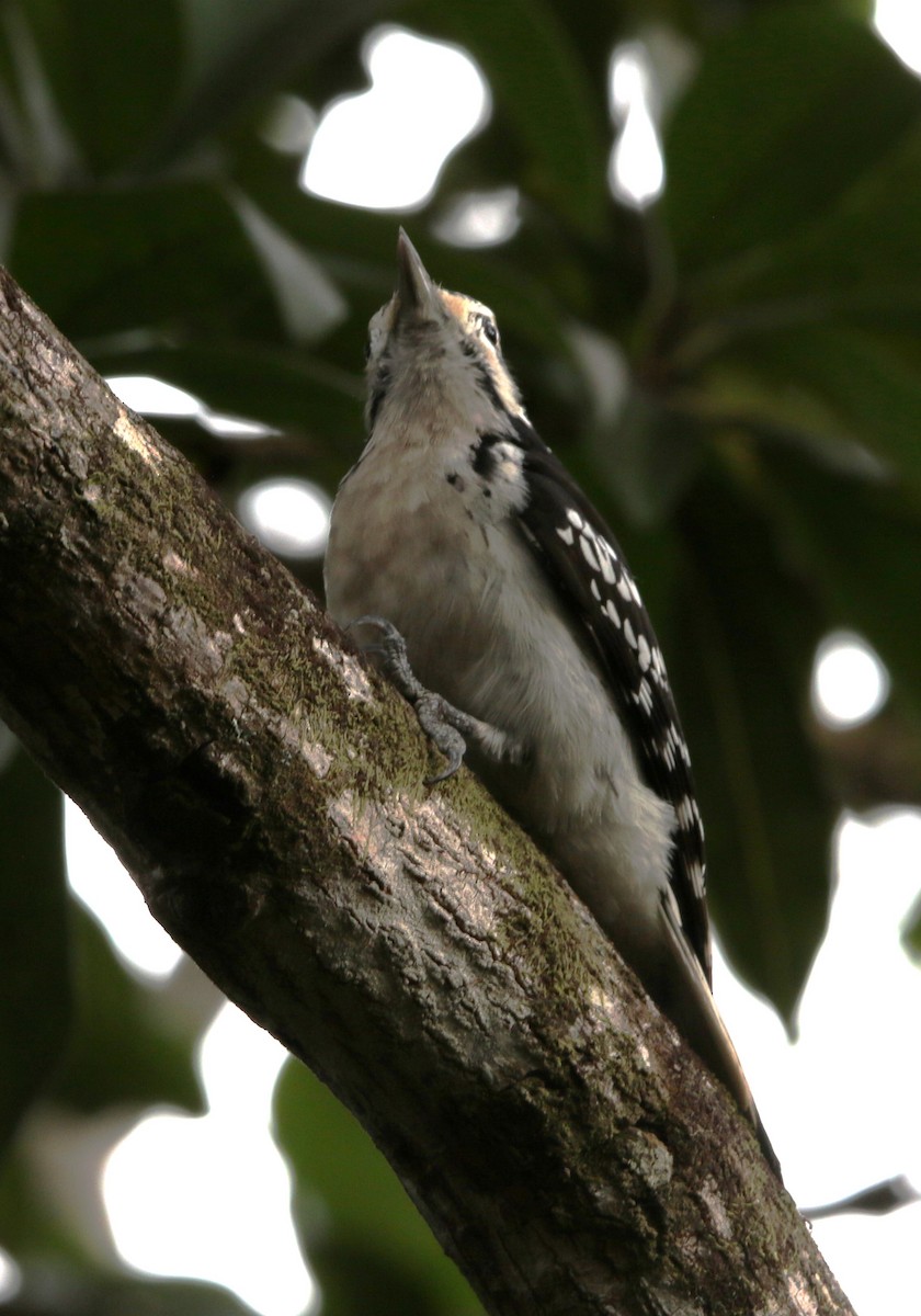 Hairy Woodpecker - Daniel Lebbin