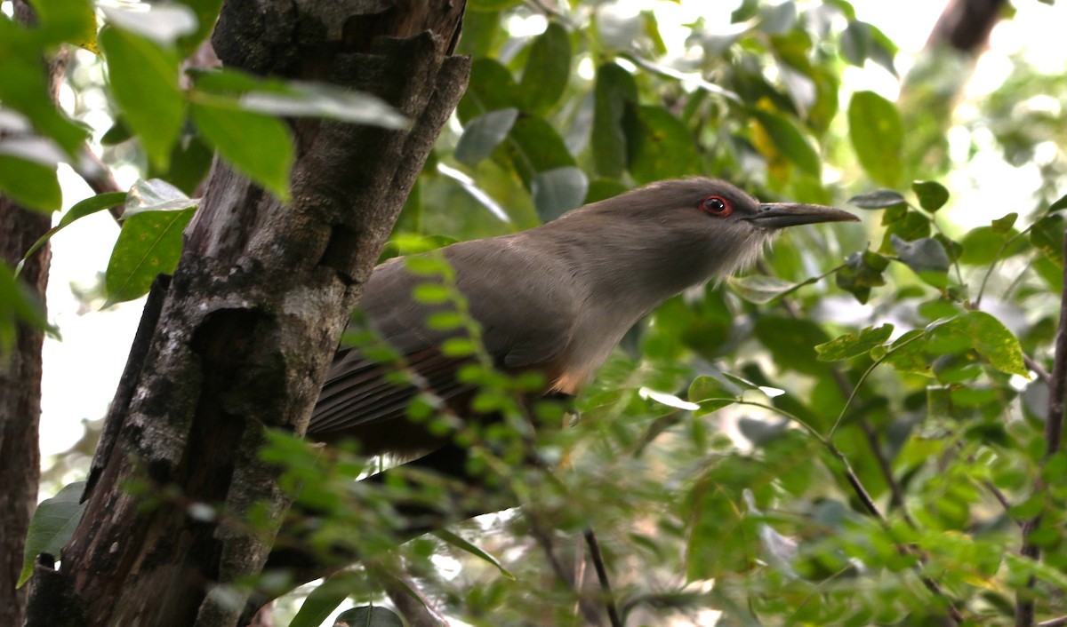 Great Lizard-Cuckoo (Bahamas) - Daniel Lebbin