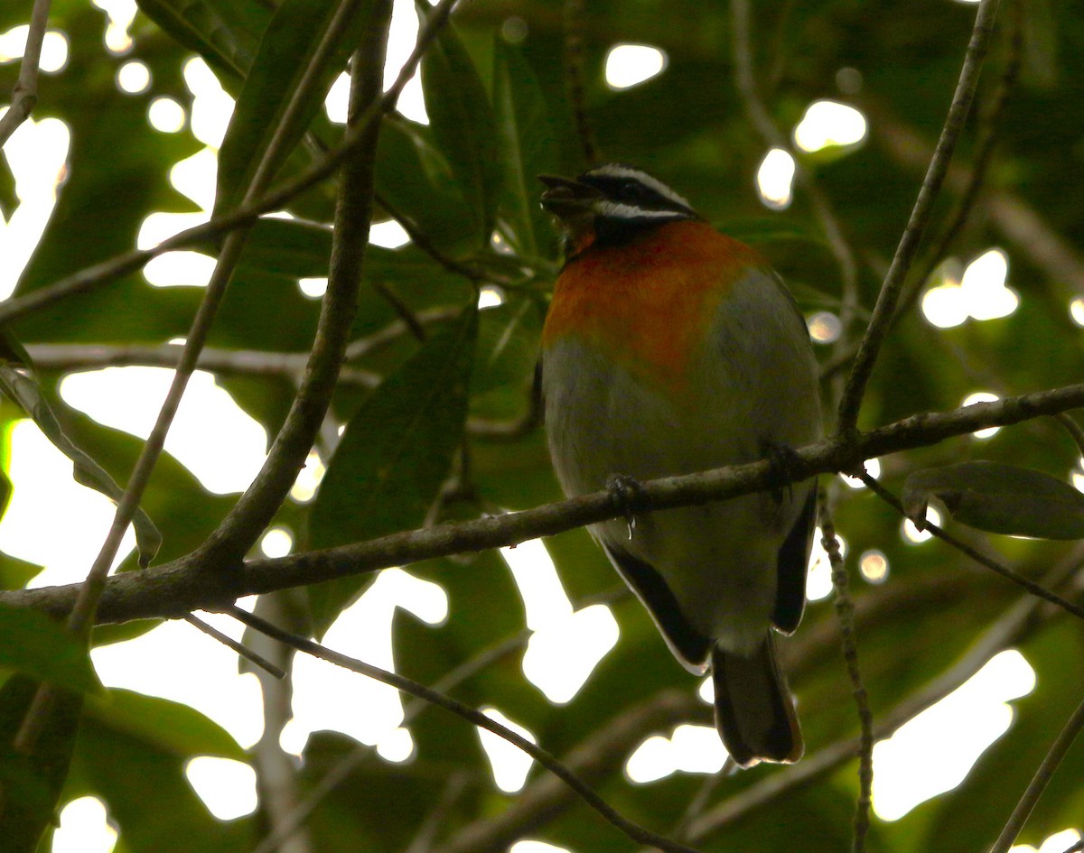 Western Spindalis (Bahamas Black-backed) - ML612515162