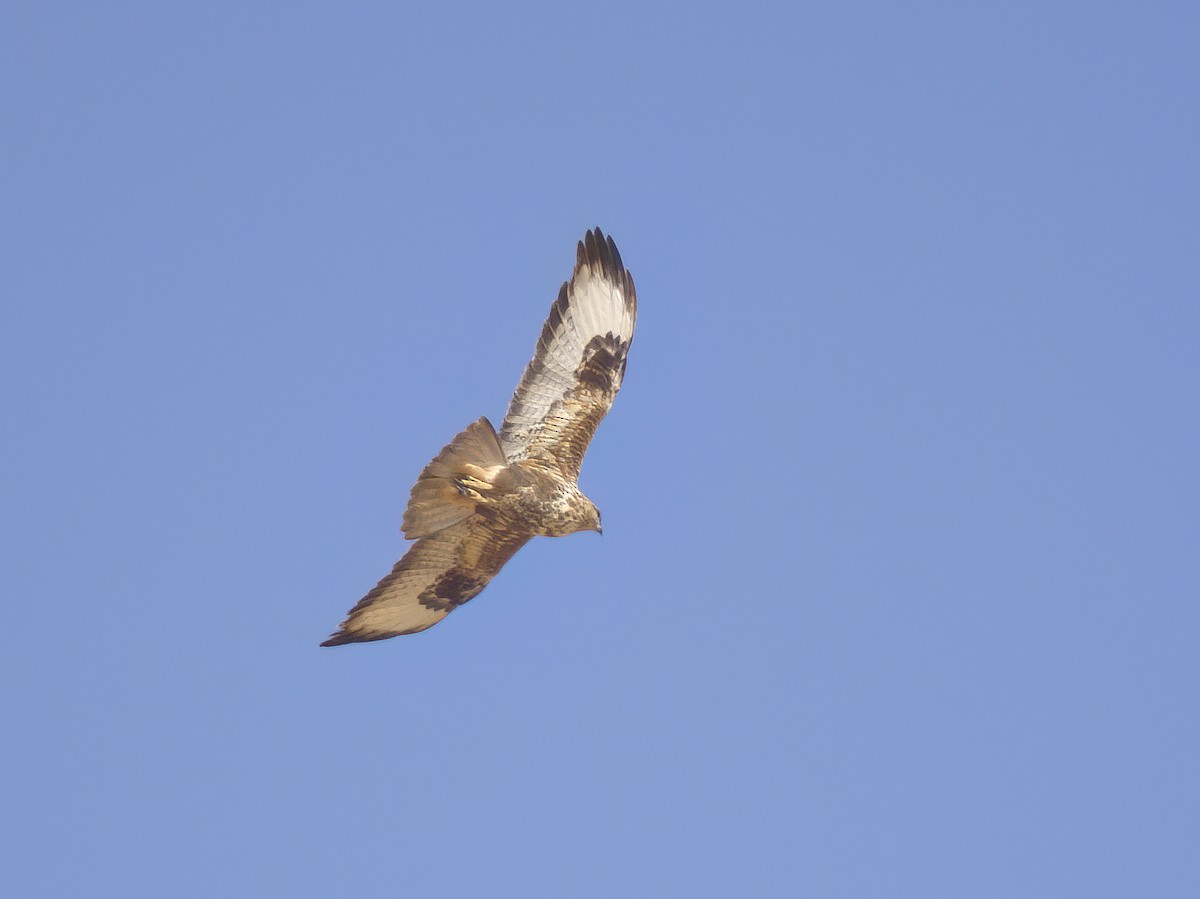 Common Buzzard (Canary Is.) - Olivier Coucelos