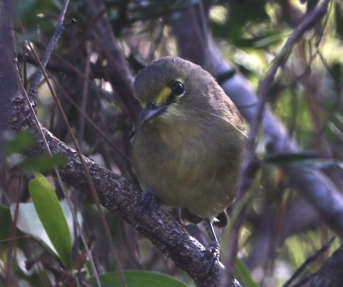 Vireo Piquigrueso - ML612515219