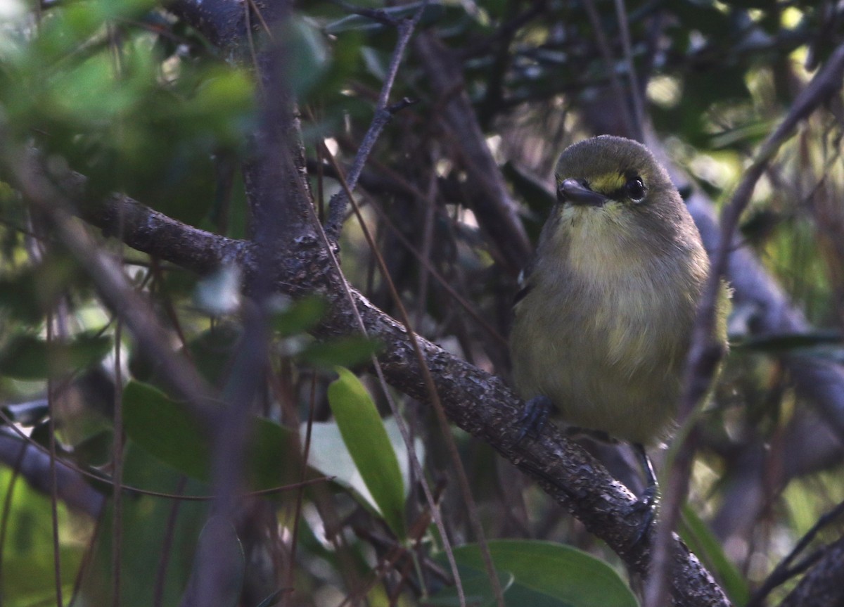 Vireo Piquigrueso - ML612515220