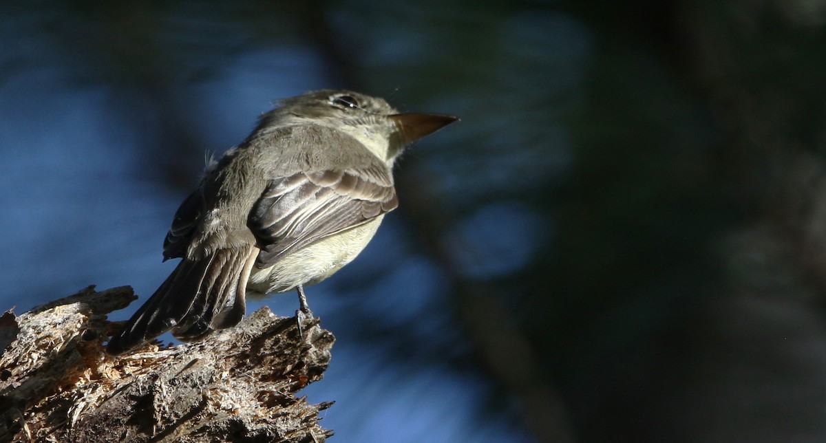 Cuban Pewee - ML612515251