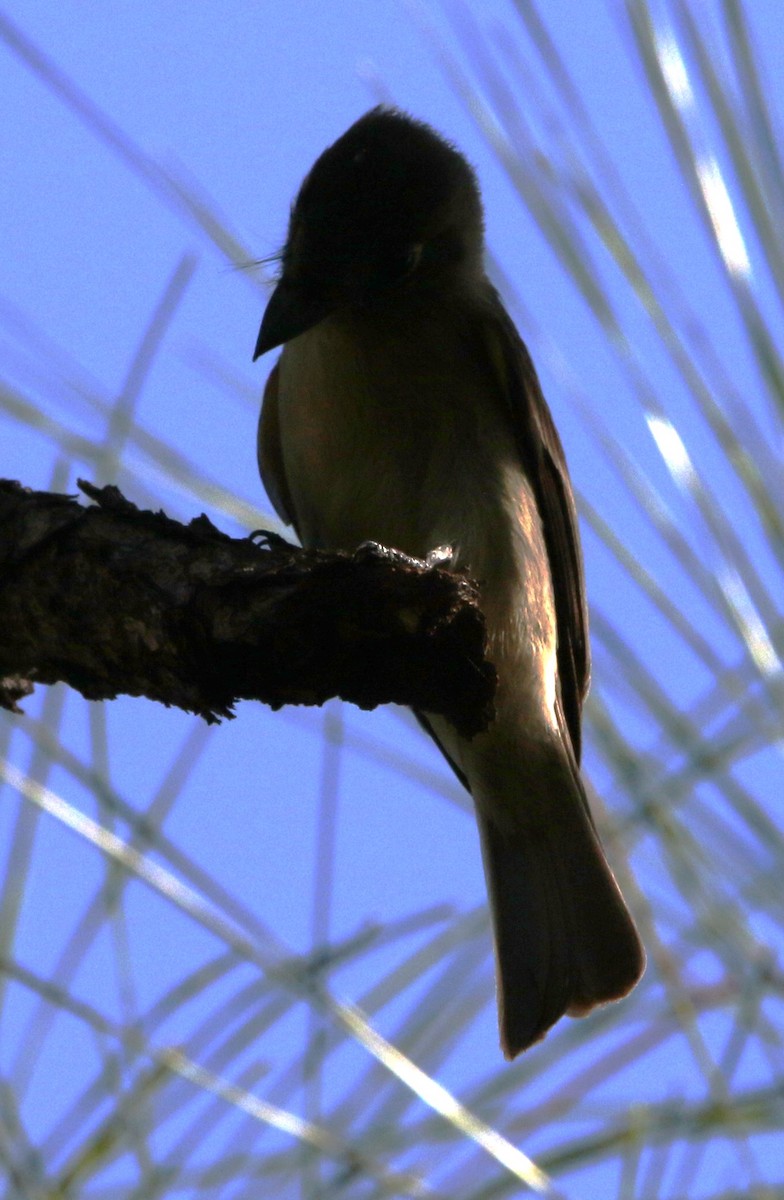 Cuban Pewee - ML612515252