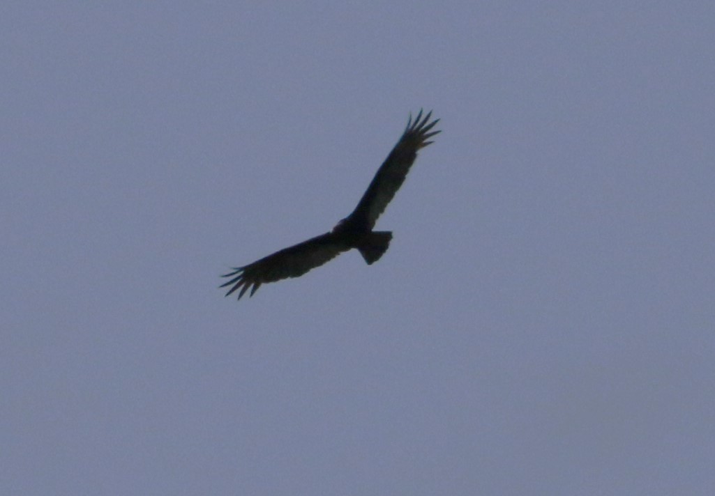 Turkey Vulture - ML612515264