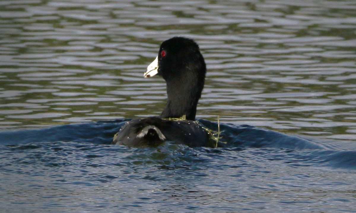 American Coot (Red-shielded) - ML612515268