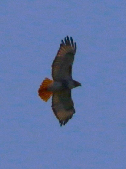 Red-tailed Hawk - ML612515270