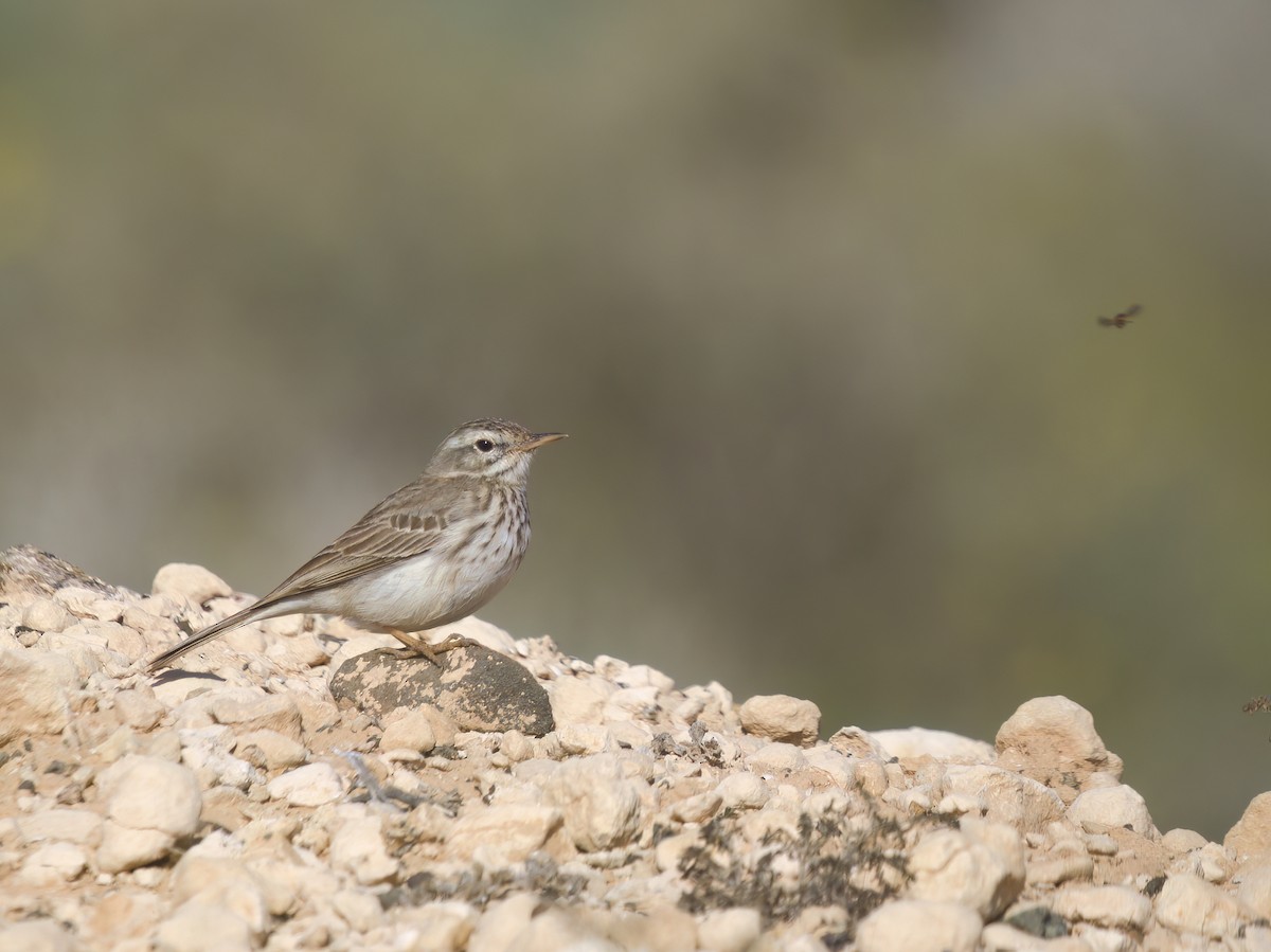 Berthelot's Pipit - ML612515277