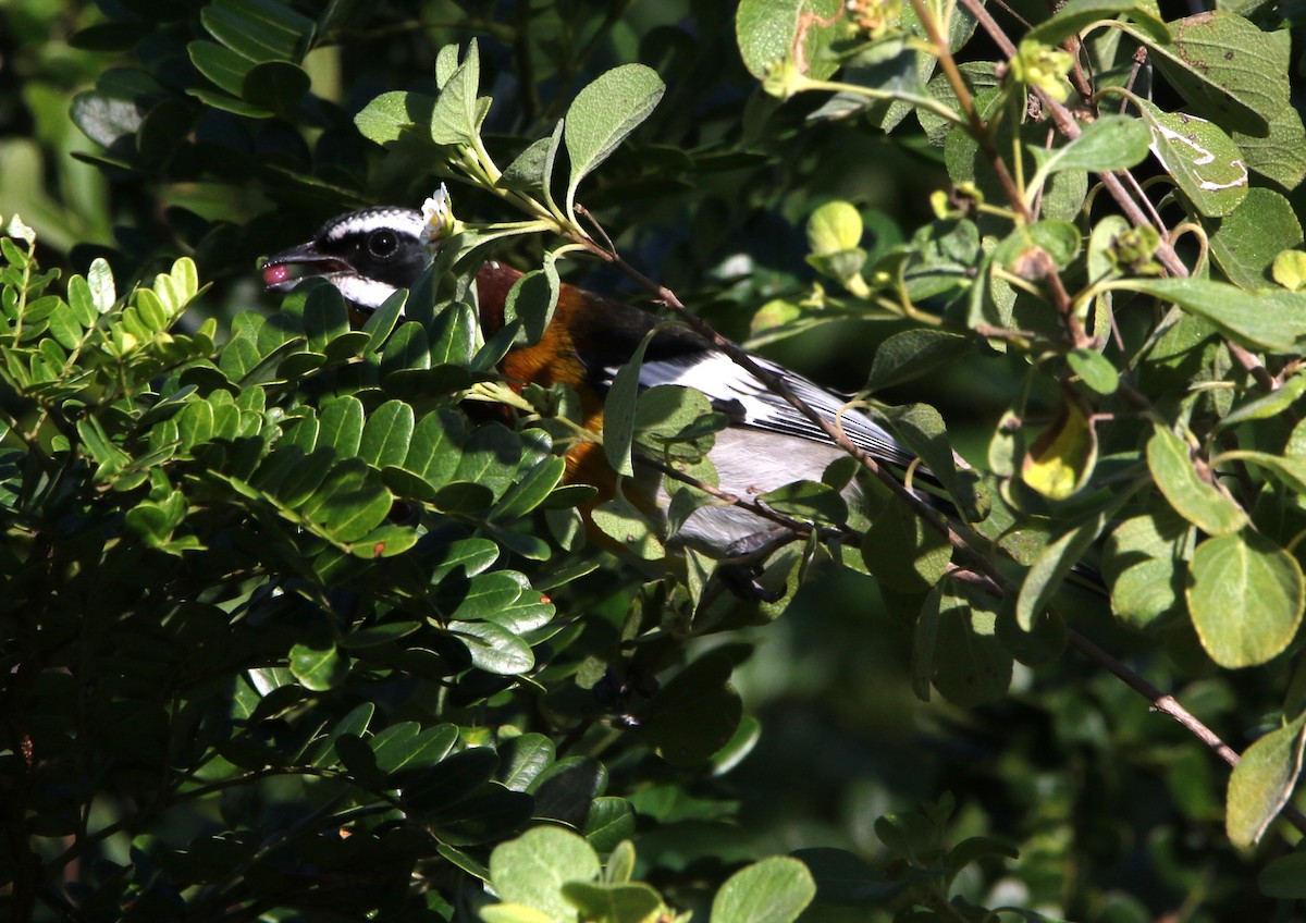 Western Spindalis (Bahamas Black-backed) - ML612515279