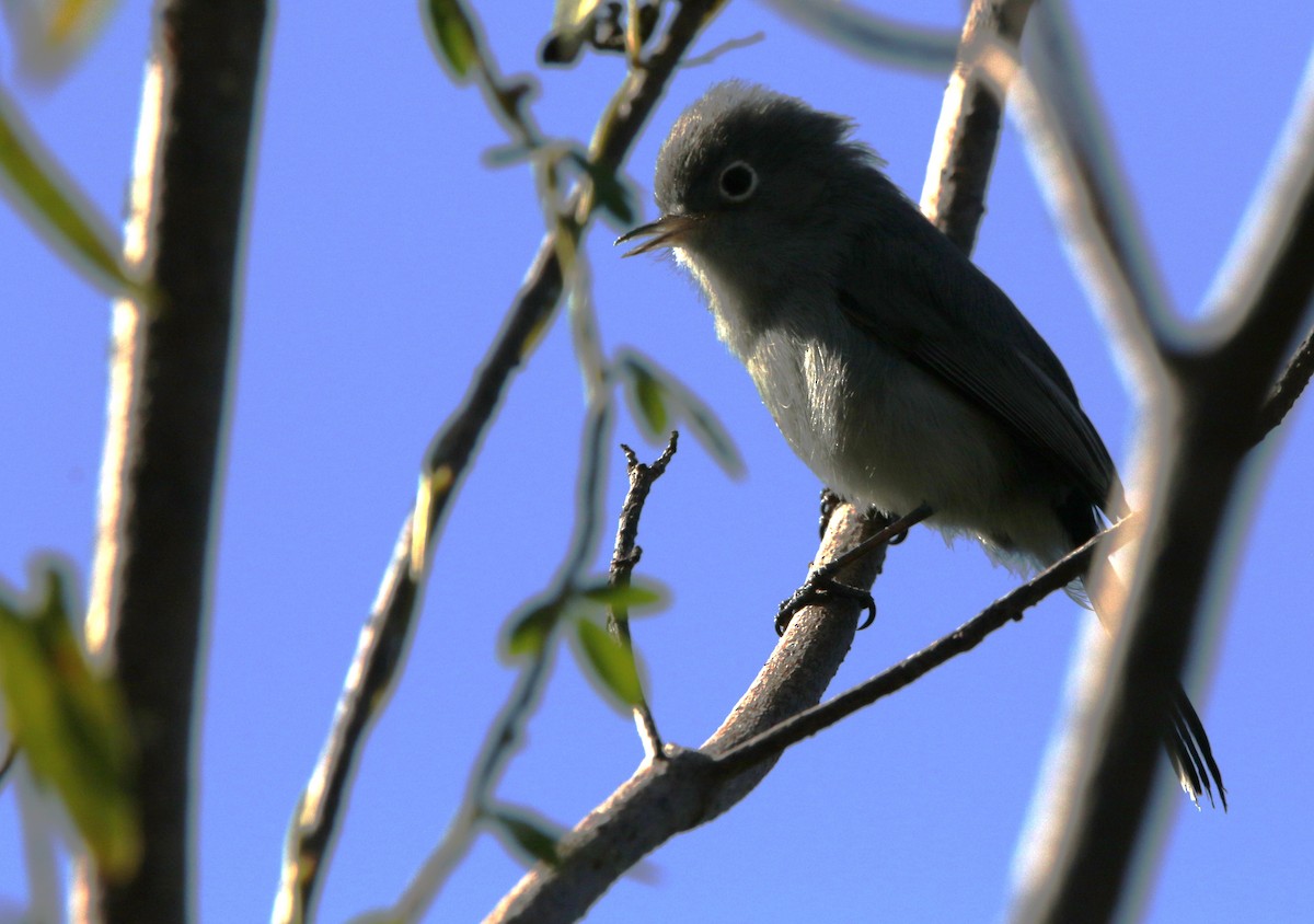 Blue-gray Gnatcatcher - ML612515281
