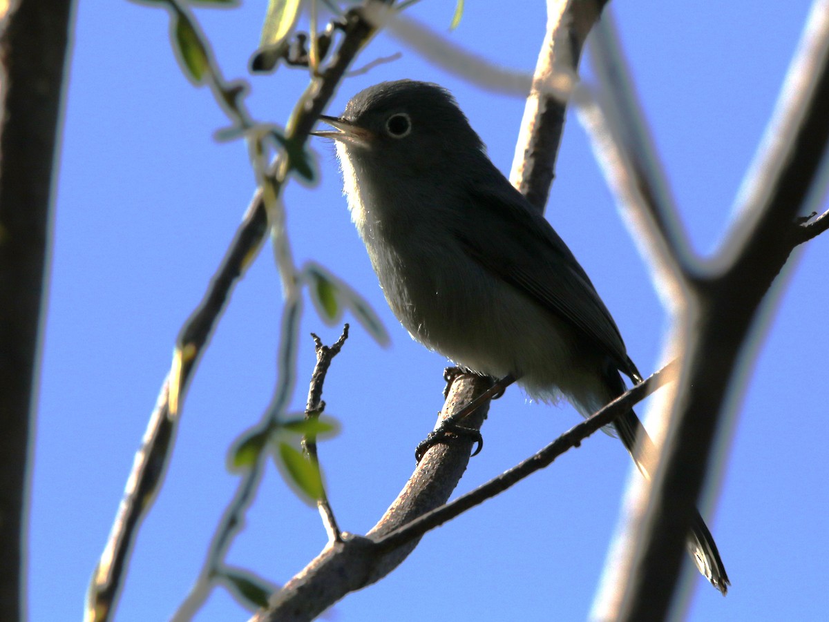 Blue-gray Gnatcatcher - ML612515282