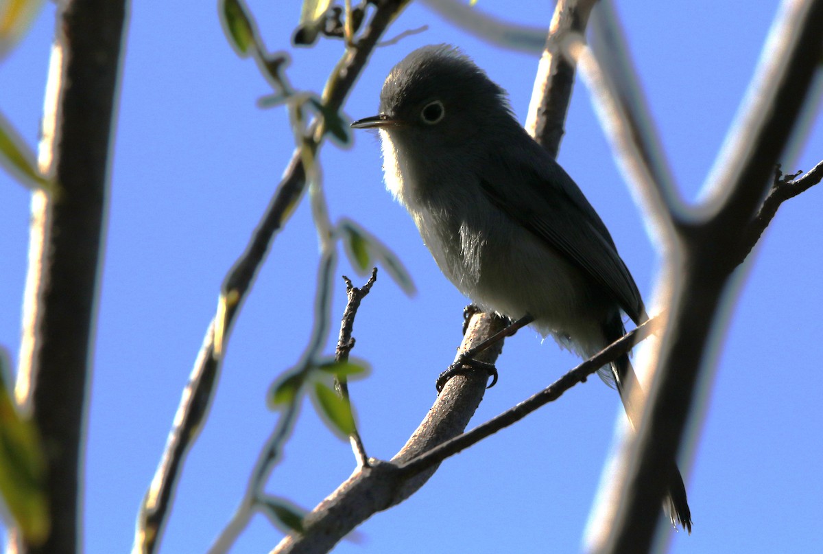 Blue-gray Gnatcatcher - ML612515283