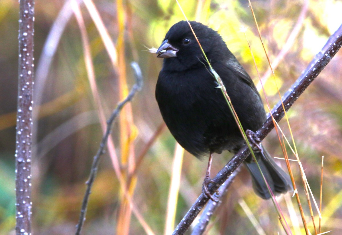Black-faced Grassquit - ML612515288
