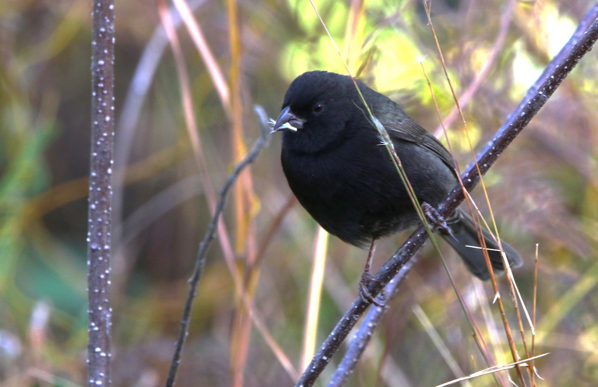 Black-faced Grassquit - ML612515289