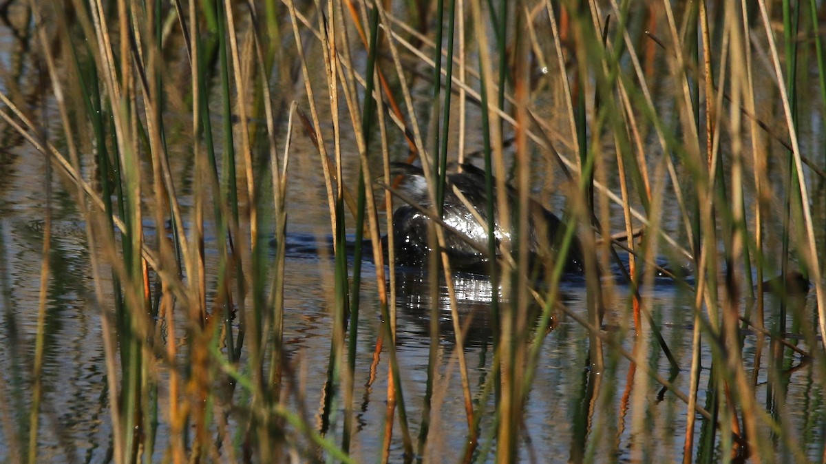 Least Grebe - ML612515294