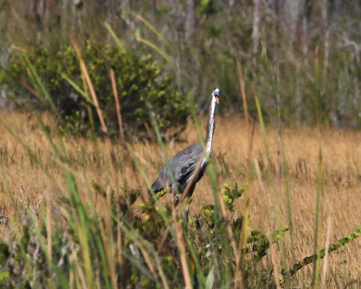 Great Blue Heron - ML612515297