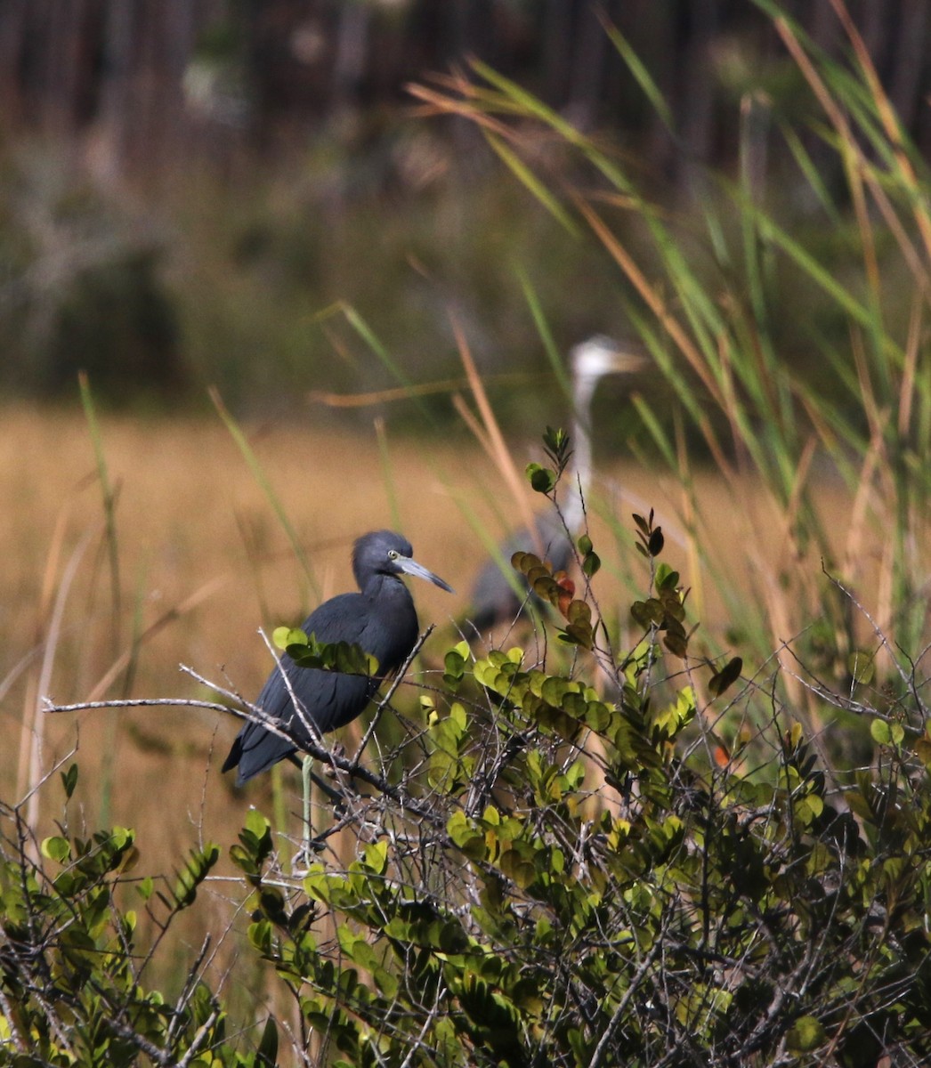 Little Blue Heron - ML612515298