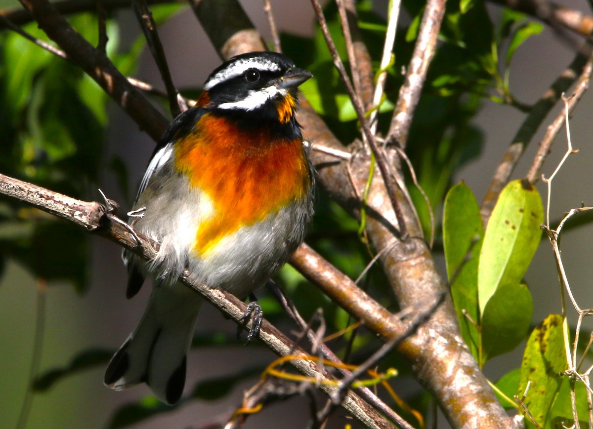 Western Spindalis (Bahamas Black-backed) - ML612515309