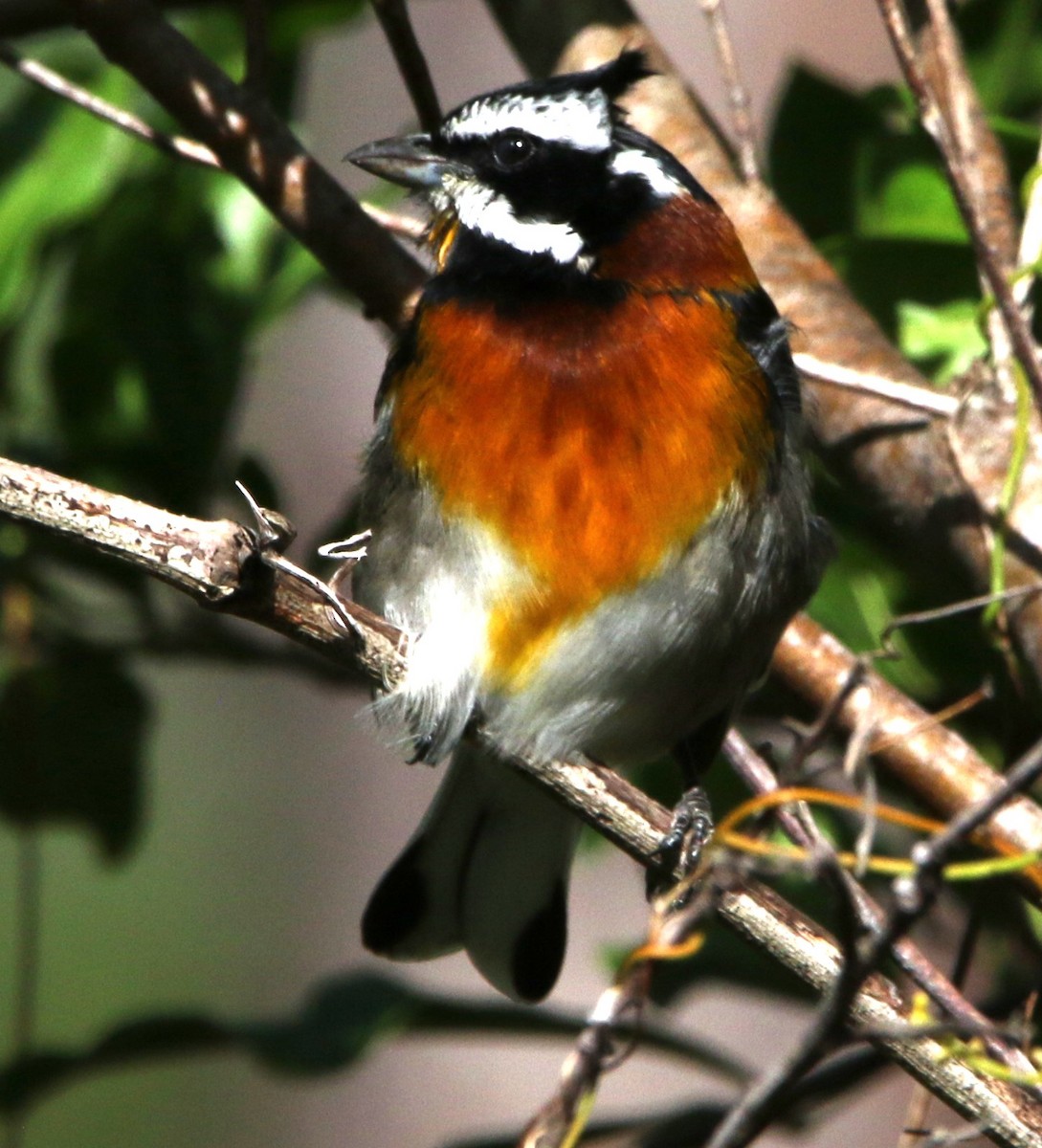 Western Spindalis (Bahamas Black-backed) - ML612515312