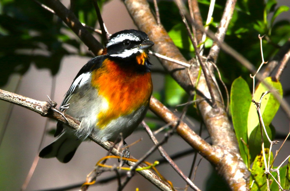 Western Spindalis (Bahamas Black-backed) - ML612515313