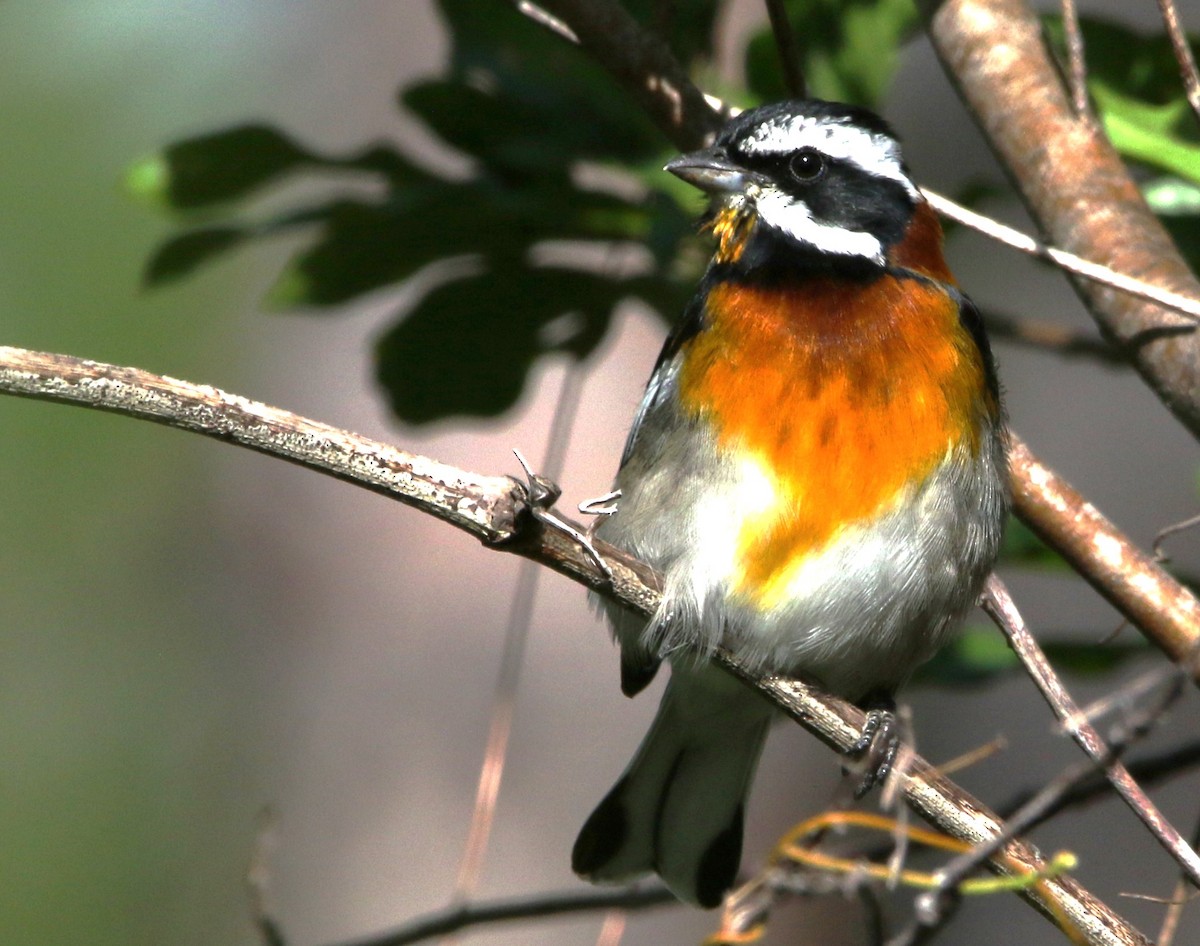 Western Spindalis (Bahamas Black-backed) - ML612515321