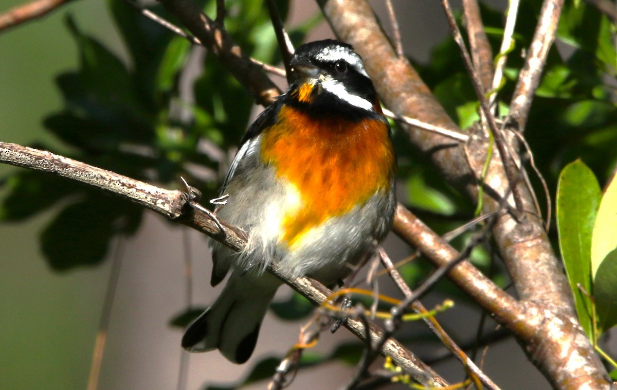 Western Spindalis (Bahamas Black-backed) - ML612515322