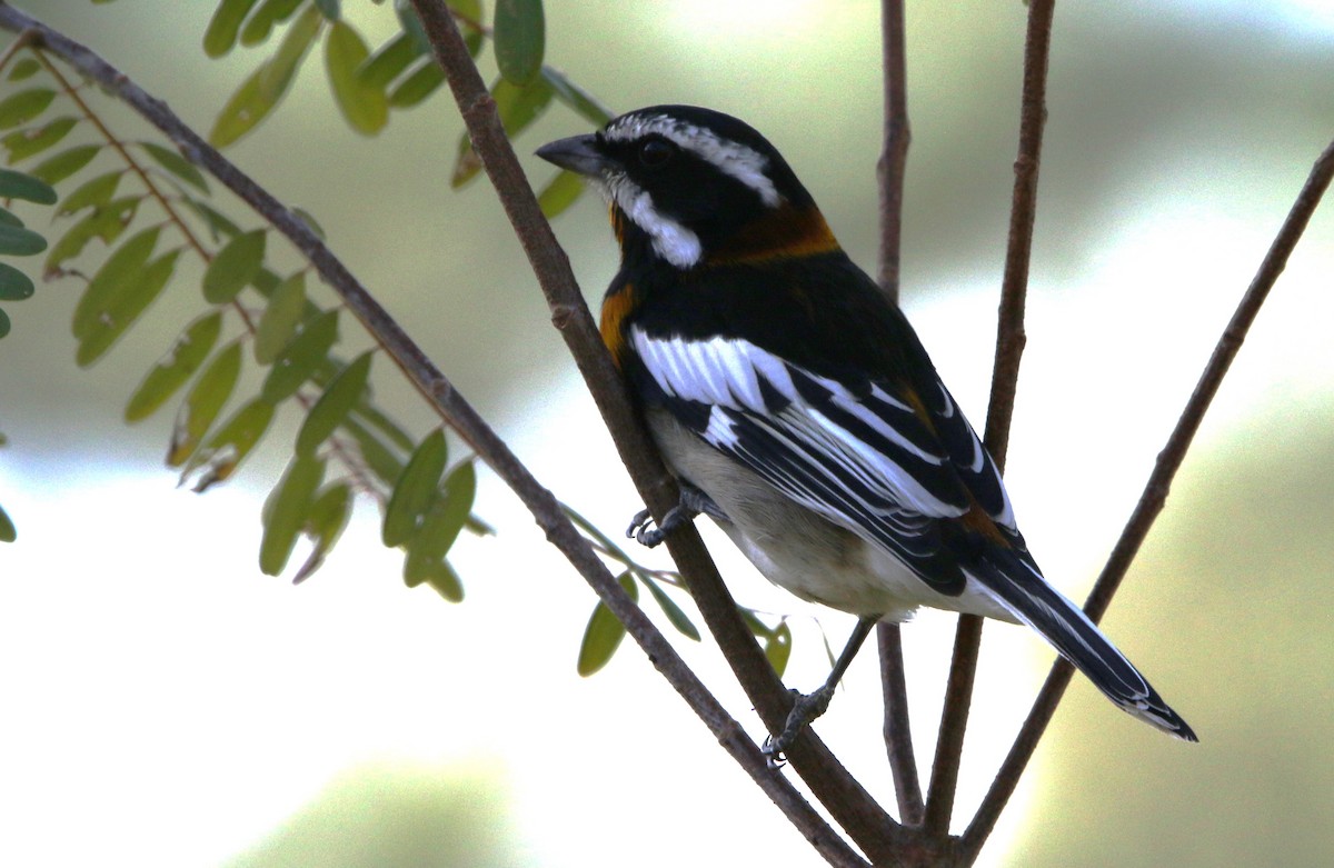 Western Spindalis (Bahamas Black-backed) - Daniel Lebbin