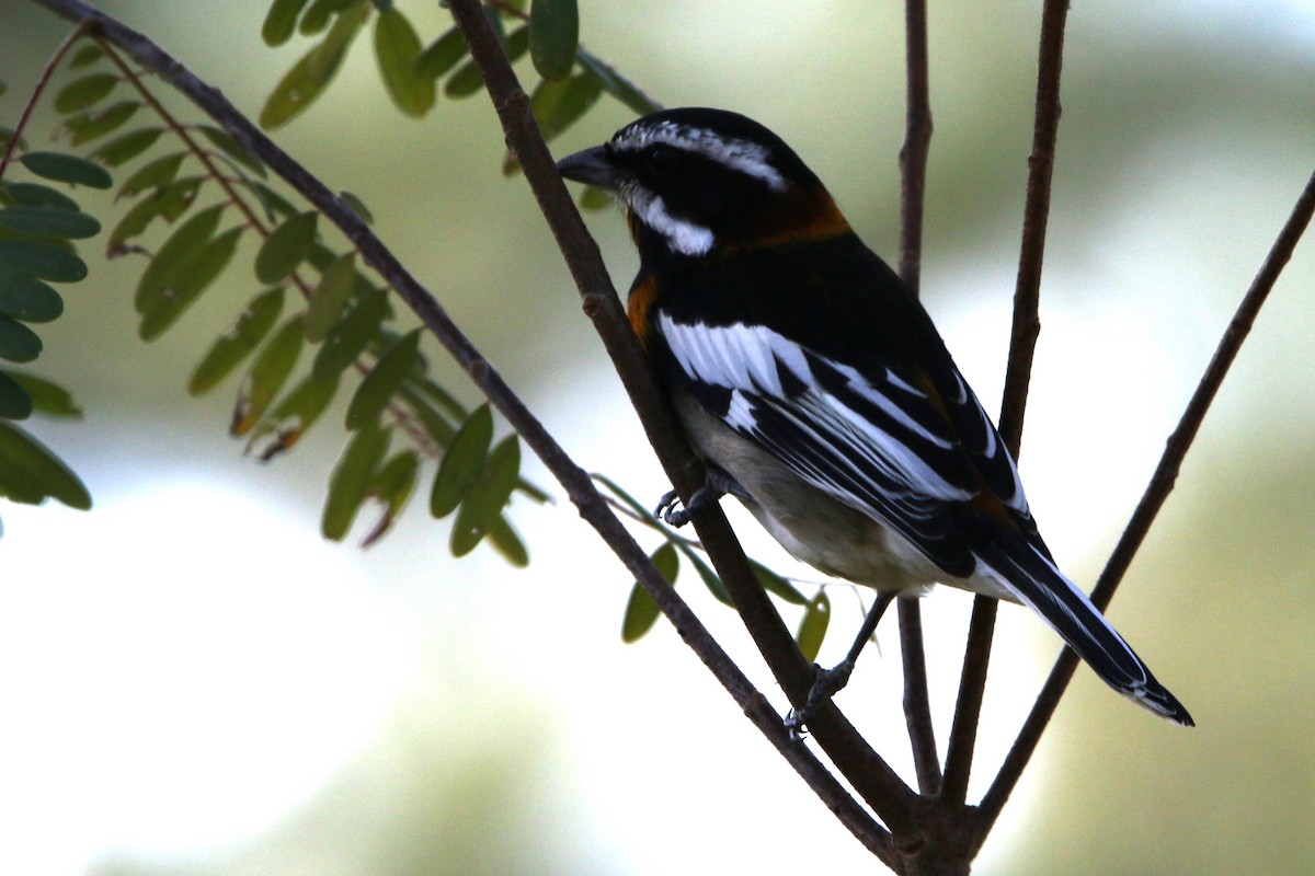 Kuba-Streifenkopftangare (zena) - ML612515327