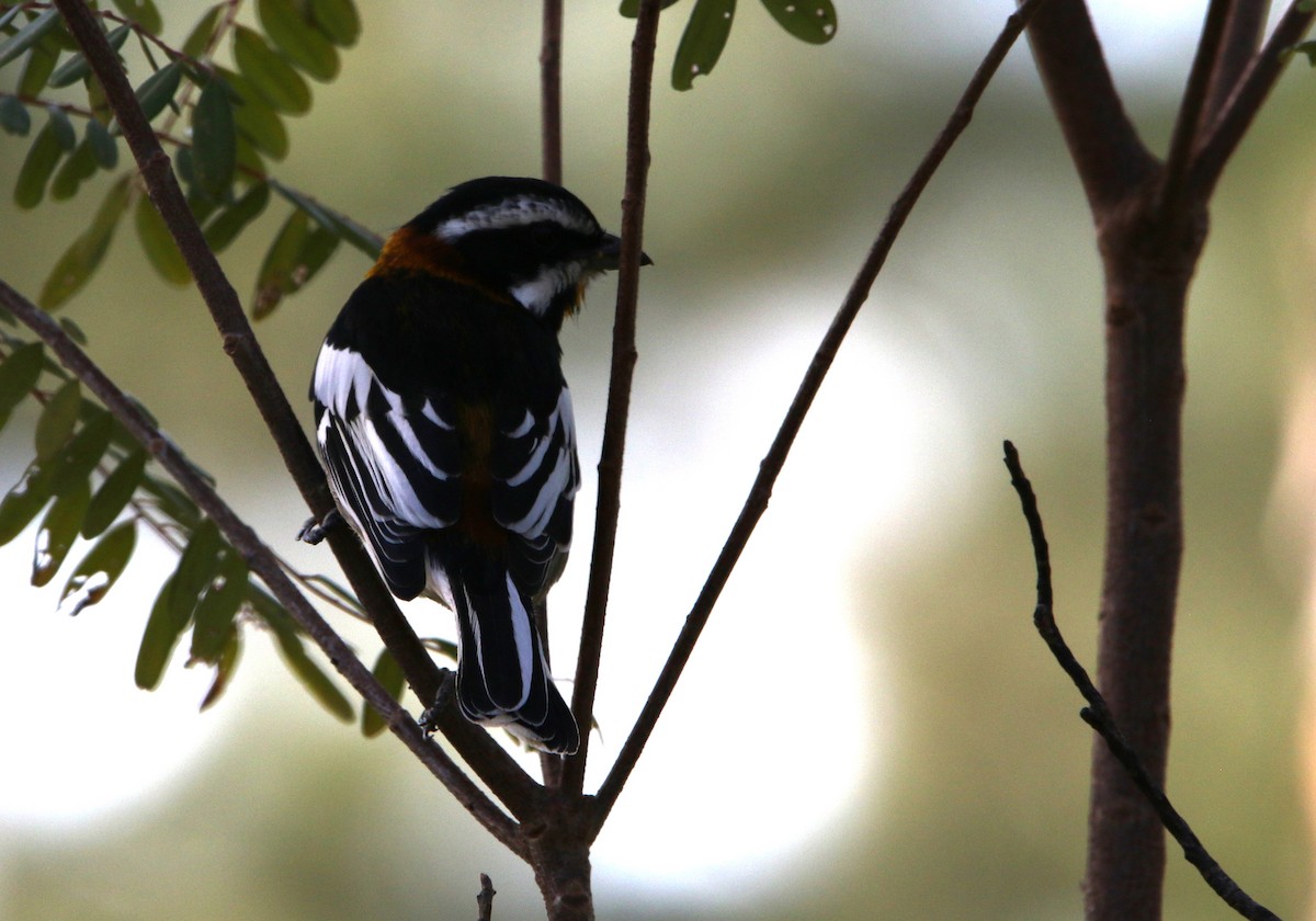 Western Spindalis (Bahamas Black-backed) - ML612515328