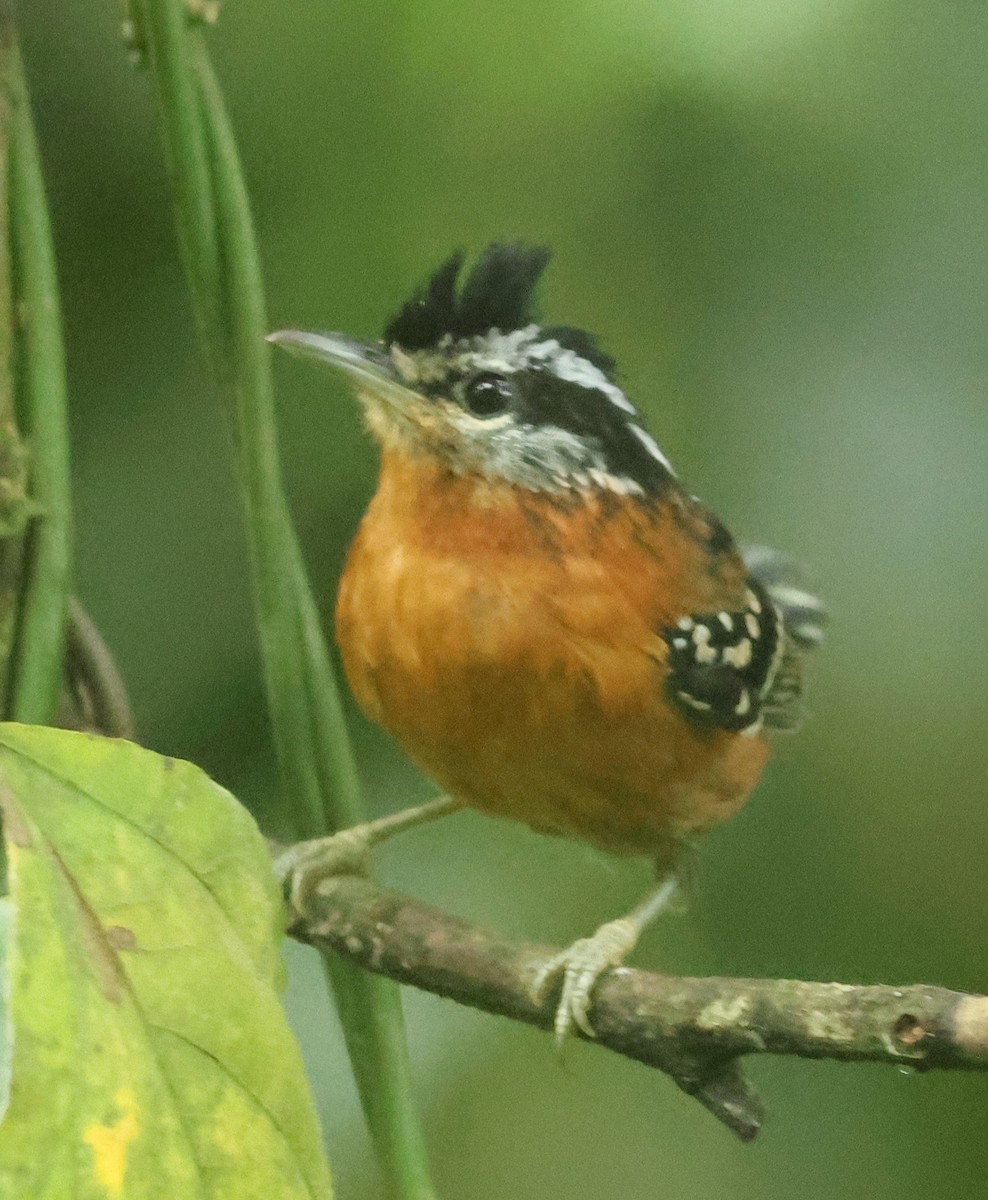 Ferruginous Antbird - Michael Clay