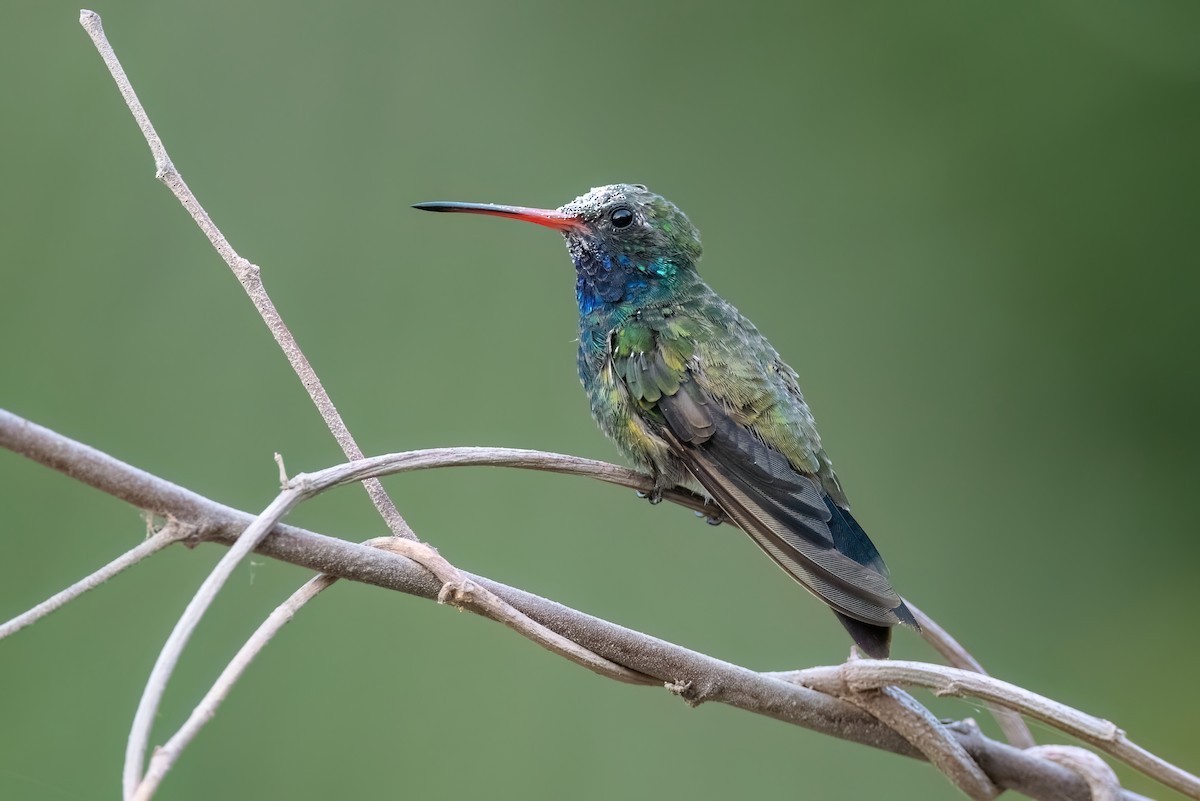 Colibrí Piquiancho Común - ML612515359