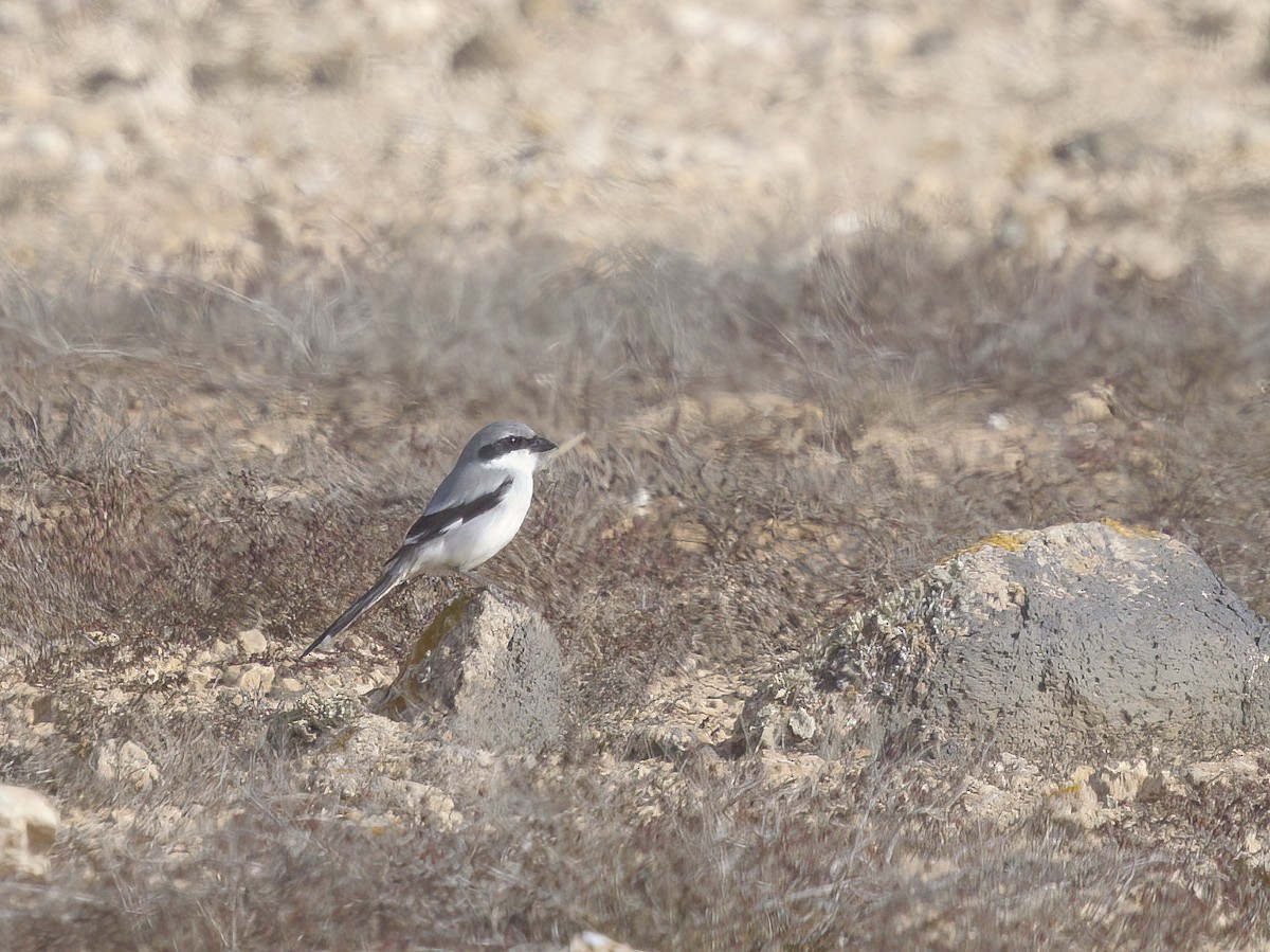 Great Gray Shrike - ML612515404