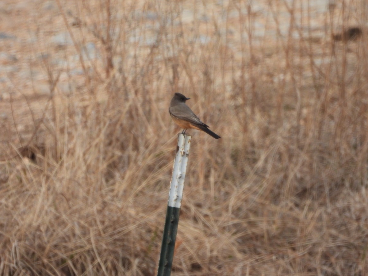 Say's Phoebe - ML612515426