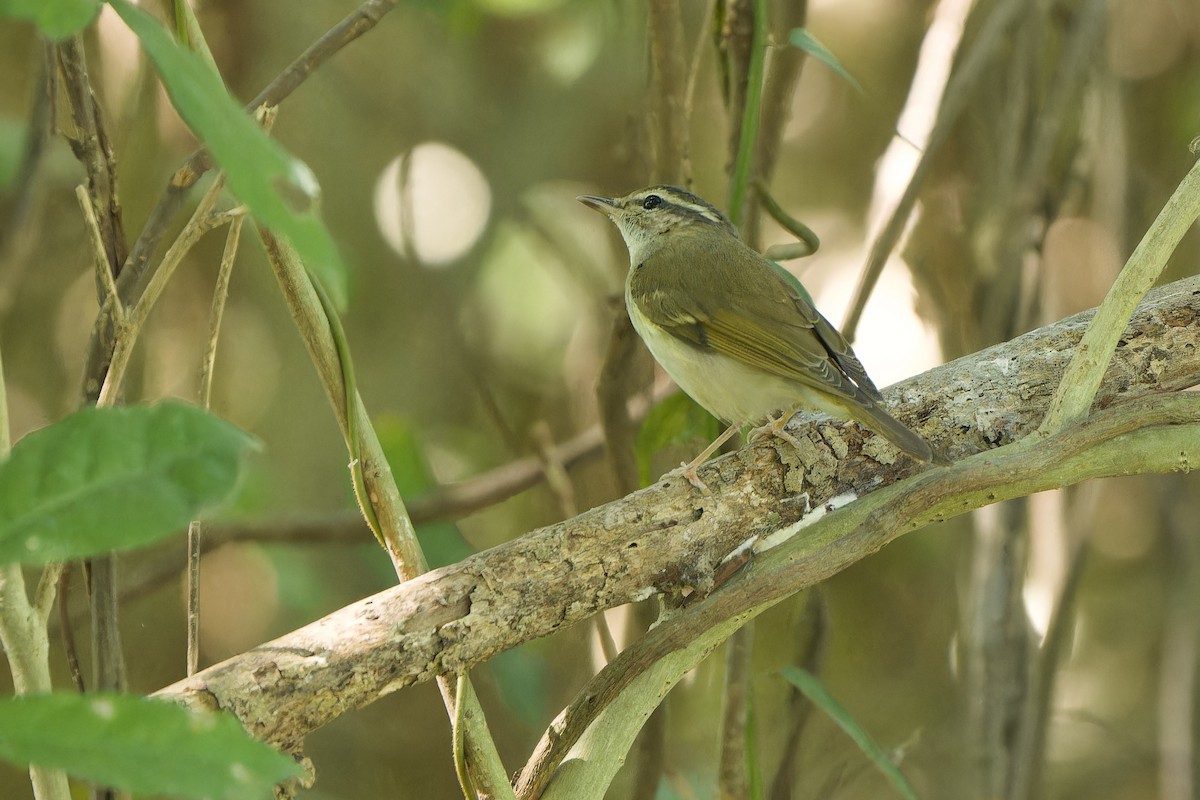 Sakhalin Leaf Warbler - Sam Hambly