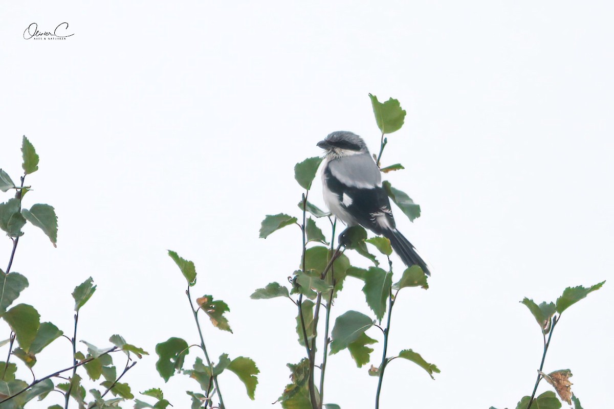 Great Gray Shrike - ML612515475