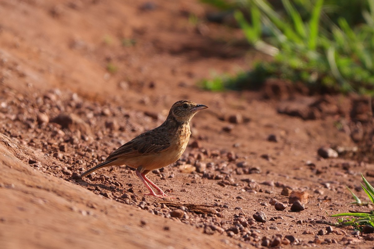 lark sp. - ML612515477