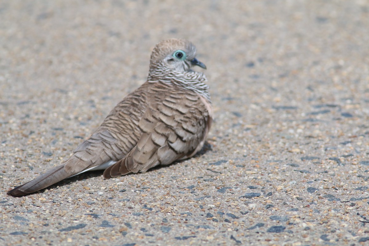 Peaceful Dove - ML612515478