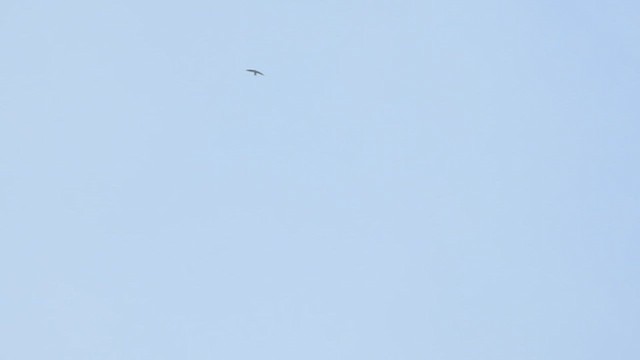 Himalayan Swiftlet - ML612515484