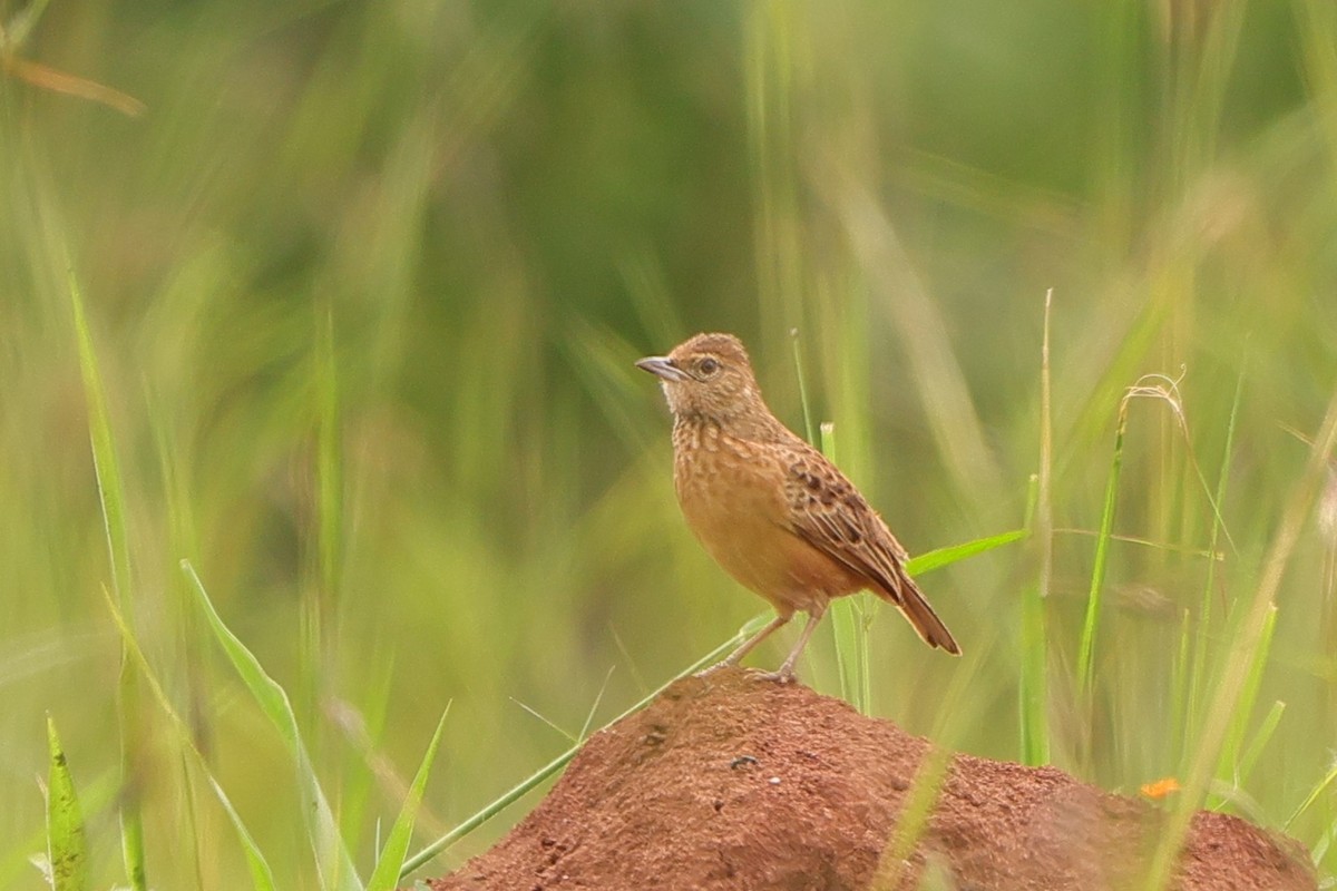 Flappet Lark - ML612515487