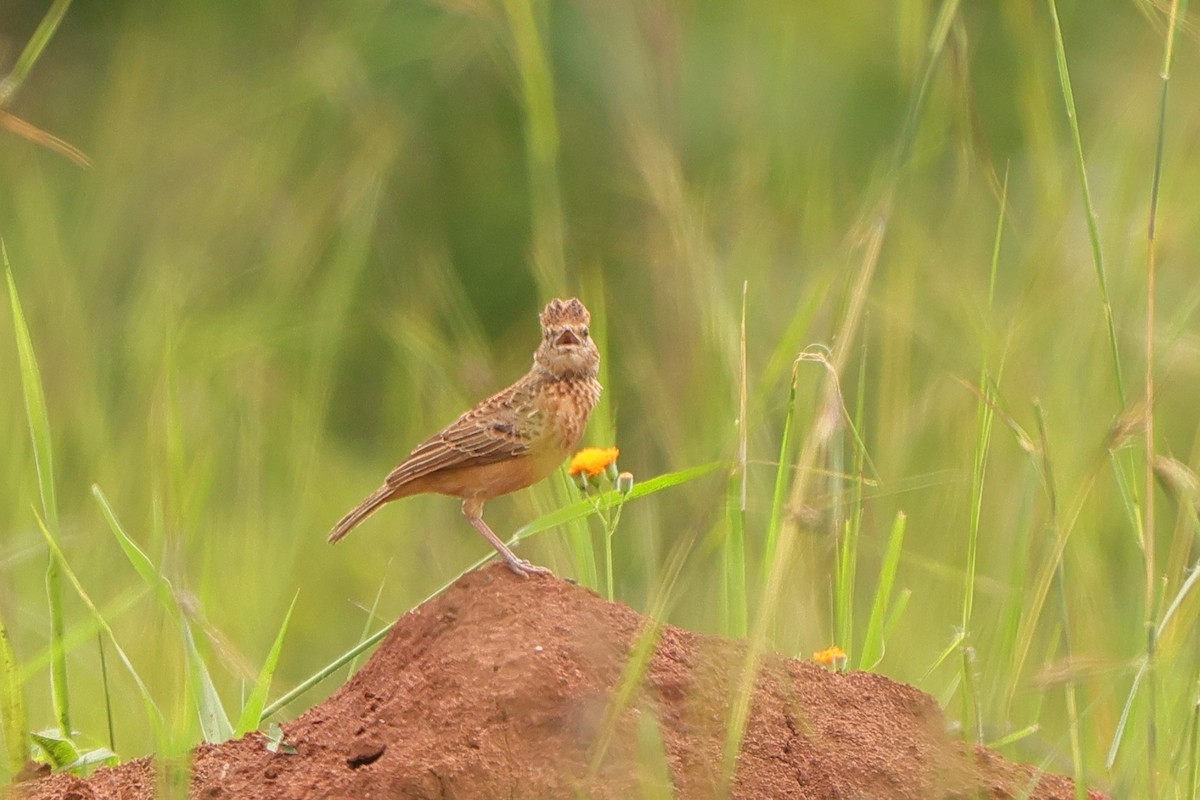 Flappet Lark - ML612515488