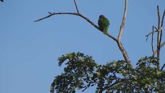 Kırçıllı Barbet - ML612515506