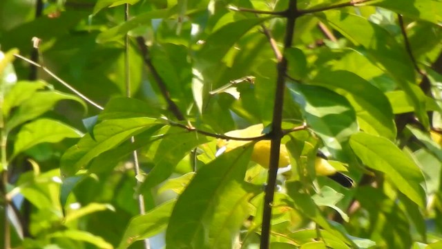 Common Iora - ML612515510