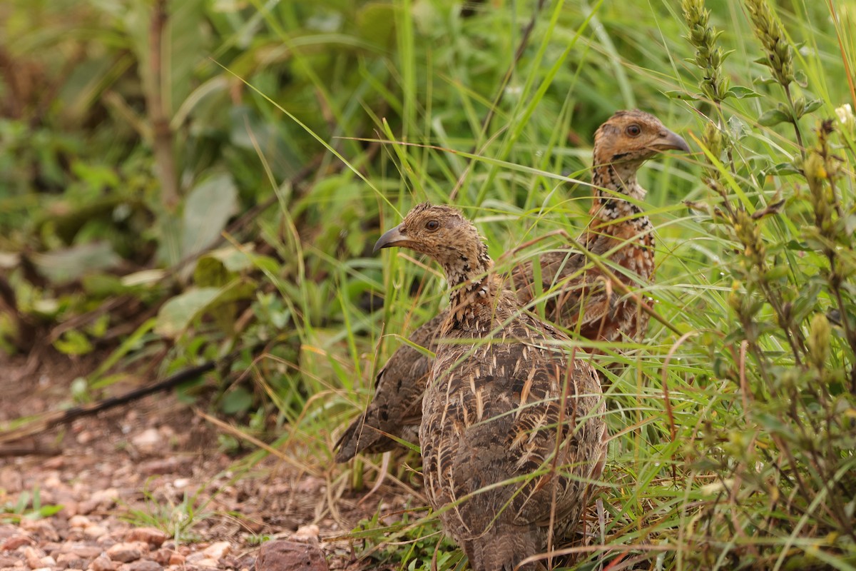 Shelley's Francolin - ML612515519