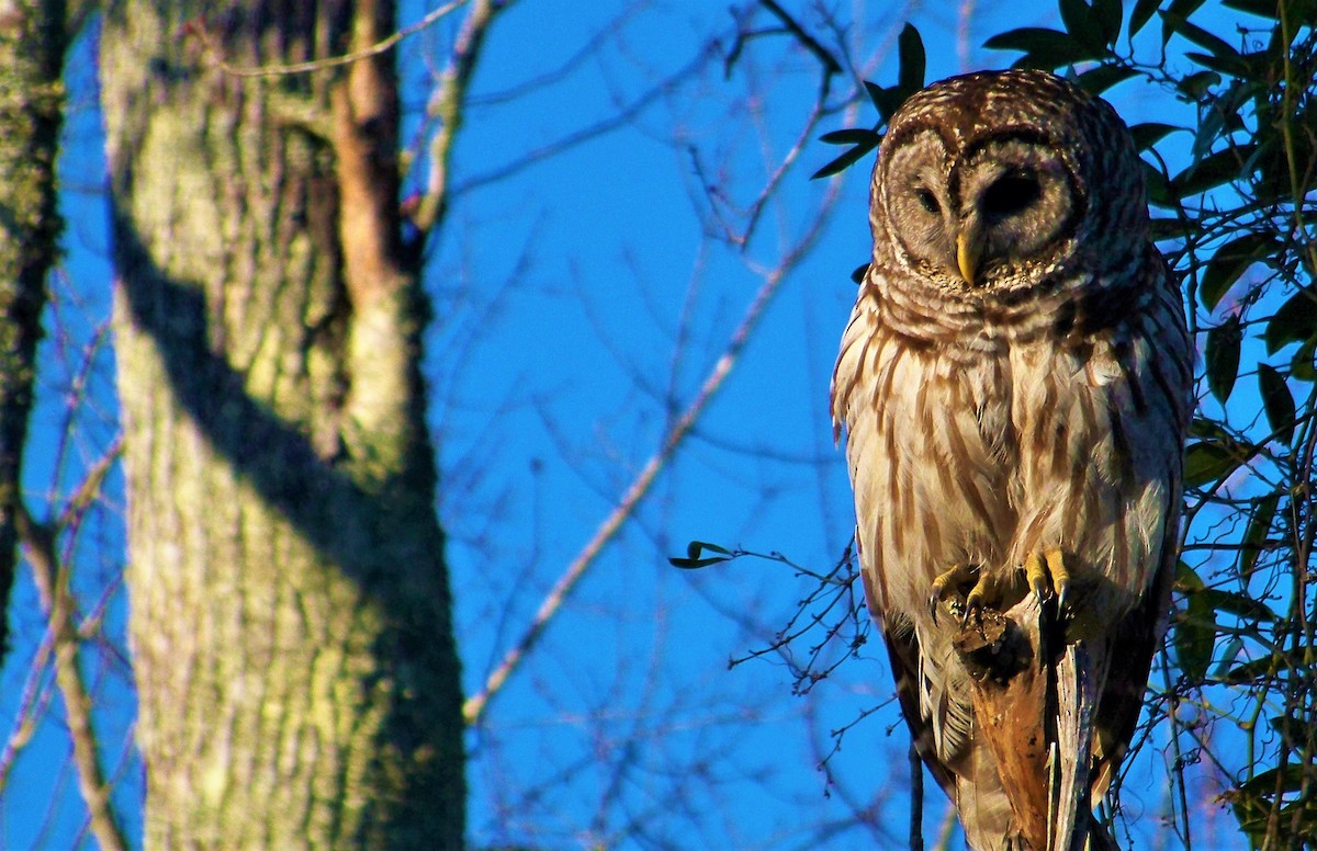 Barred Owl - ML612515520