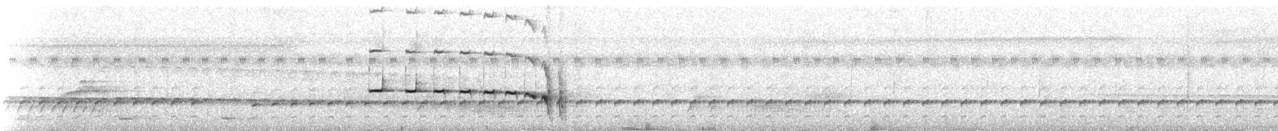 Rotschwanz-Ameisenvogel (hemimelaena) - ML612515526